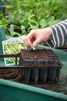 Sowing Runner bean 'White Lady' individually into root trainer modules. Phaseolus coccineus. 