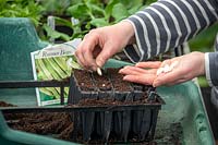 Sowing Phaseolus coccineus - Runner Bean 'White Lady' individually into root trainer modules. 