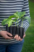 Holding young Phaseolus coccineus - Runner Bean - plants in root trainers ready to plant out