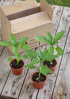 Pots of young sweet pepper plants ready to plant out. Capsicum annuum. 
