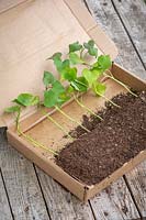 Young sweet potato plug plants in their packaging. Ipomoea batatas.