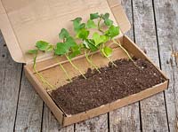 Young sweet potato plug plants in their packaging. Ipomoea batatas. 