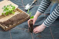 Planting out sweet potato plug plants - Ipomoea batatas. Cutting slits and planting through Mypex membrane. 