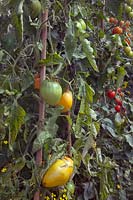 Solanum lycopersicum 'Coeur de Boeuf Orange' and  'Mountain Magic' - Tomatoes
