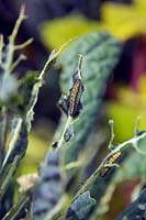 Brassica oleracea 'Cavolo Nero' with larvae of Large White Butterfly -  Pieris brassicae - aligned along the leaf vein