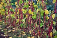 Phaseolus vulgaris 'Borlotto' beans in September