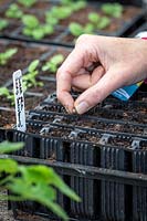 Sowing Lathyrus odoratus 'Lady Salisbury' - Sweet pea - in root trainers.