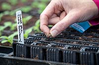 Sowing Lathyrus odoratus 'Lady Salisbury' - Sweet pea - in root trainers.