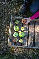 Harvesting apples and storing them in trays making sure they don't touch each other.
