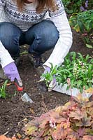 Planting out spring bedding - wallflowers - in a border in autumn