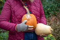 Checking for rot before storing vegetable over winter. Holding a pumpkin that has started to rot and a butternut squash that still looks fine.