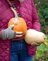 Checking for rot before storing vegetable over winter. Holding a pumpkin that has started to rot and a butternut squash that still looks fine.