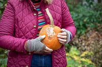 Checking for rot before storing vegetable over winter. Holding a pumpkin that has started to rot.