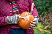 Checking for rot before storing vegetable over winter. Holding a pumpkin that has started to rot. Testing with finger.