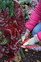 Harvesting chard before it gets hit by frost.