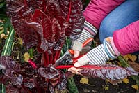 Harvesting chard before it gets hit by frost.
