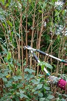 Using loppers to cut back buddleia stems by a half in early winter to prevent wind rock damage.