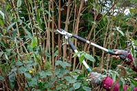 Using loppers to cut back Buddleja stems by a half to prevent wind rock damage