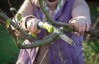 Removing a branch of a Malus - Apple - tree using a pruning saw