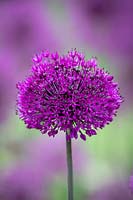 Allium hollandicum 'Purple Sensation' - Dutch Garlic
