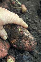 Solanum tuberosum 'Sarpo Mira' potato showing some slug and snail damage