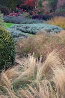 Walled Garden in October Bickham House, Kenn, Exeter, UK with beds of Santolina chamaecyparissus 'Nana' AGM, Stipa tenuissima, Hakonechloa macra,  AGM, Hakonechloa macra 'Alboaurea' AGM, Molinia caerulea subsp. caerulea 'Variegata' AGM and late colour from Dahlias and Salvias