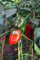 Capsicum annuum grown from home saved seed harvested from a purchased vegetable