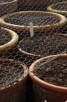 Protecting autumn planted tulip bulbs with netting to prevent squirrels and rodents damaging the bulbs