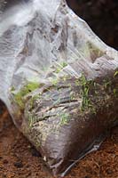 Seeds of some plants will germinate rapidly when sown fresh - Eryngium Silver Ghost which had been hung in a plastic bag to stratify germinated almost immediately and was sown in November