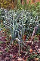 Allium porrum - Leeks in hoar frost 