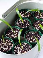 Eucomis bicolor - Pineapple Lily - seedlings in individual pots 