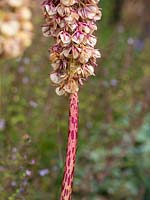 Eucomis bicolor - Pineapple Lily - seedhead