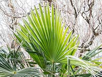 Trachycarpus fortunei - Chusan palm caught in frost. 