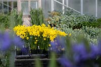 Narcissus cordubensis flowering in trays at nursery.