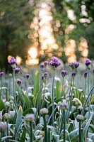 Allium 'Purple Rain' - Ornamental onion 'Purple Rain'