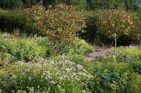 Photinia x fraseri 'Red Robin' standard trees underplanted with Alchemilla mollis and Astrantia major.
