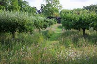 Heritage Apple trees planted in wildflower meadow populated with Oxeye Daisies, Greater Knapweed, Meadow Buttercup.