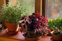 Winter windowsill with Plectranthus 'Cuban Oregano', Peperomia Luna Red and Crassula ovata undulata