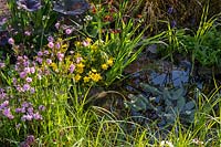 Small pond surrounded by grasses and Lychnis flos cuculi 'Terry's Pink', Caltha palustris - Marsh Marigold, Fritillaria meleagris - Snakeshead Fritillary. The Water Spout Garden 
