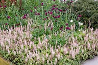mixed flower border with planting of Cirsium rivulare 'Atropurpureum' and Tiarella 'Pink Skyrocket'. The Sunken Retreat. RHS Malvern Spring Festival, 2016. Design: Ann Walker for Graduate Gardeners