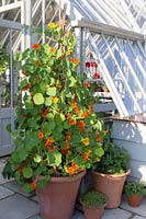 Organic Nasturtium plants growing up a bamboo cane wig wam in large terracotta container and thyme and mint plants growing in terracotta pots in front of a greenhouse with stone paving stones