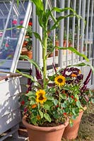 organic sweetcorn - maize with Helianthus annuus sunflowers, nasturtium and amaranth growing in large terracotta containers in front of a greenhouse