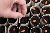 Gardening without plastic sowing organic Borlotto 'di Vigevano' dwarf French bean seeds in cardboard toilet roll tubes filled with compost