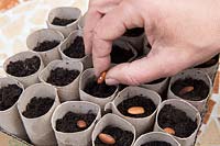 Gardening without plastic sowing organic - Phaseolus vulgaris 'Trionfo Violetto' - Climbing French Bean seeds in cardboard toilet roll tubes filled with compost