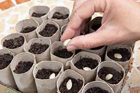 Gardening without plastic sowing Cucurbita pepo 'Nero di Milano' - Courgette seeds in cardboard toilet roll tubes filled with compost