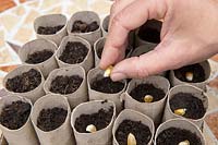Gardening without plastic sowing organic maize Sweetcorn 'True Gold' seeds in cardboard toilet roll tubes filled with compost