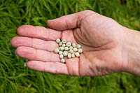 Organic Pisium sativum pea 'Meteor' seeds in hand