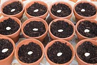Gardening without plastic sowing Butternut squash seeds in terracotta pots filled with compost