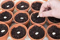 Gardening without plastic sowing Butternut squash seeds in terracotta pots filled with compost