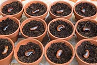 Gardening without plastic sowing Runner bean 'Red Rum' seeds in terracotta pots filled with compost